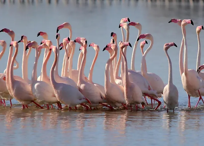 Chelu & Luna Διαμέρισμα *